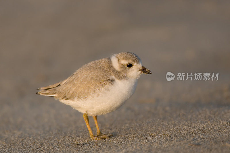 海滩上的笛珩幼鸟