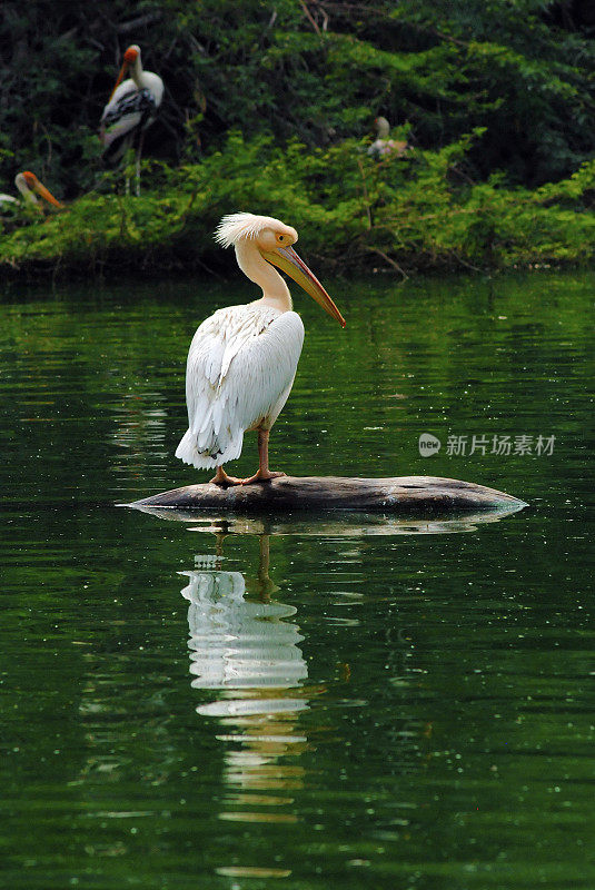 大白鲨鹈鹕