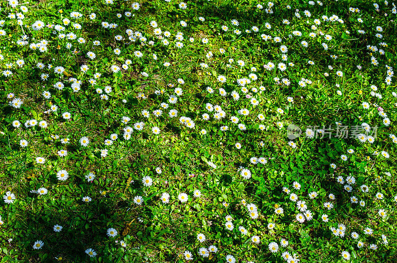 草与雏菊