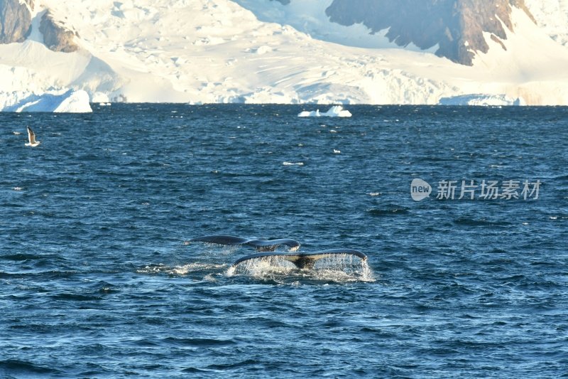 座头鲸和冰川