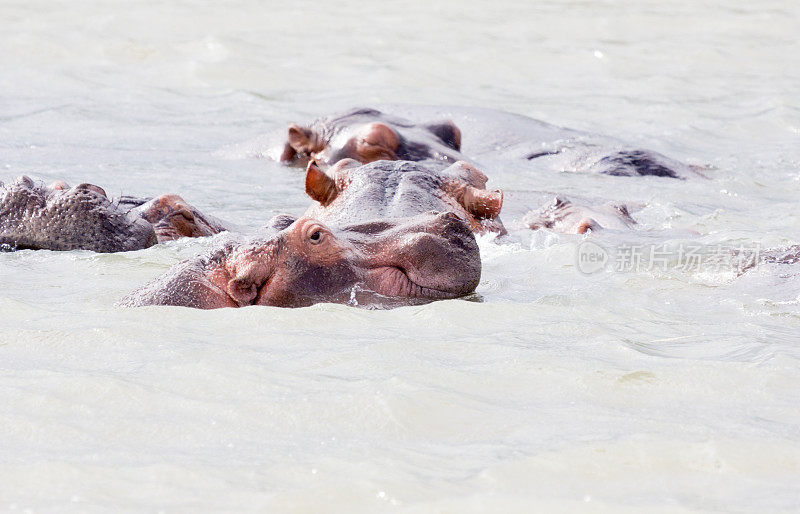 南非iSimangaliso湿地公园的河马