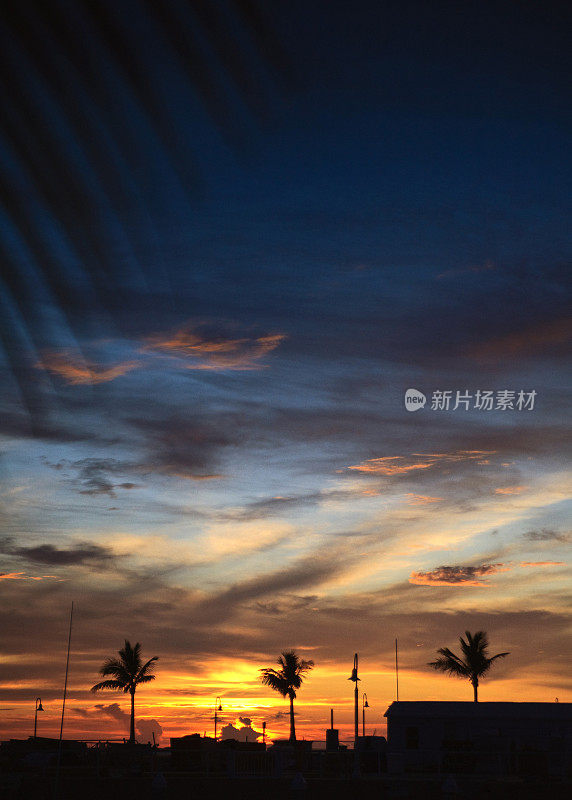 夕阳下棕榈树的剪影