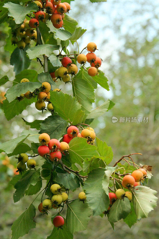 秋天，海棠树结满了红色和黄色的果实