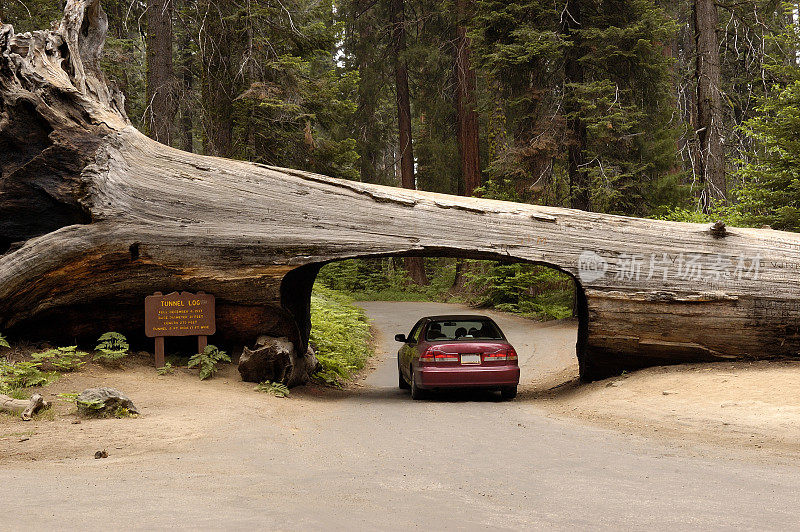 红杉国家公园的隧道树