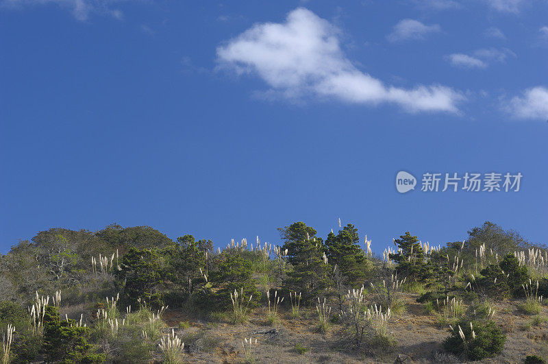 潘帕斯草覆盖的小山