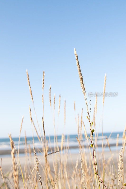 宁静海滩草