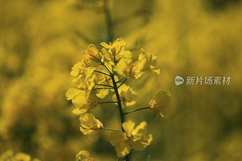 黄色的油菜花特写在春天