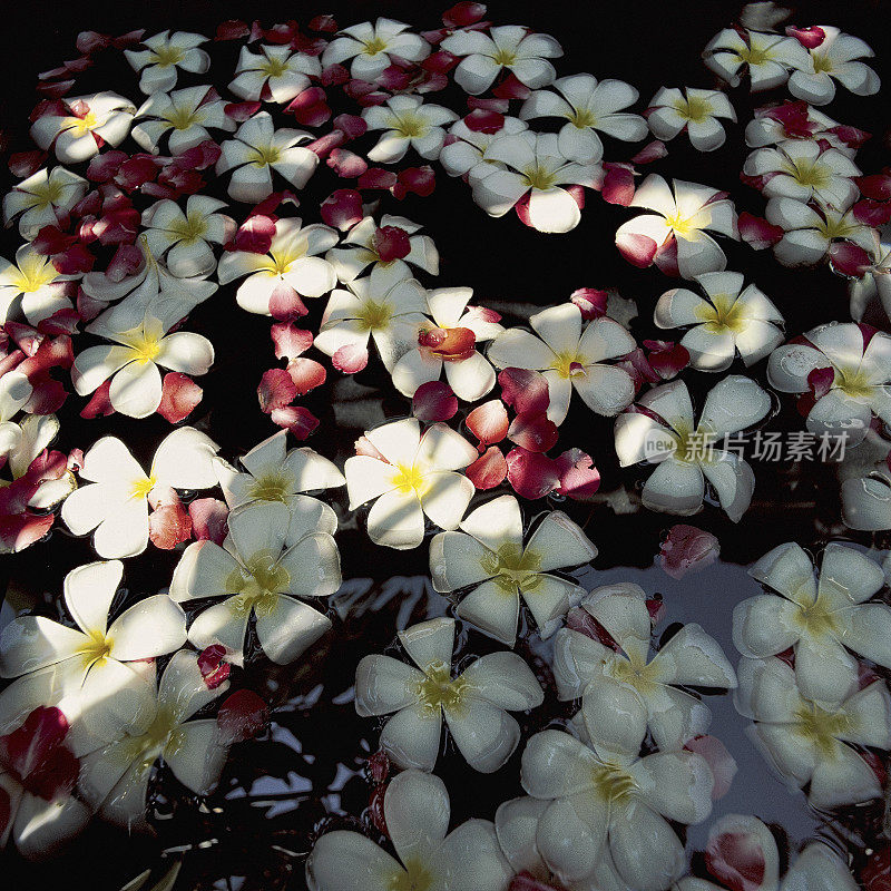 温泉池里的鸡蛋花和玫瑰花瓣。