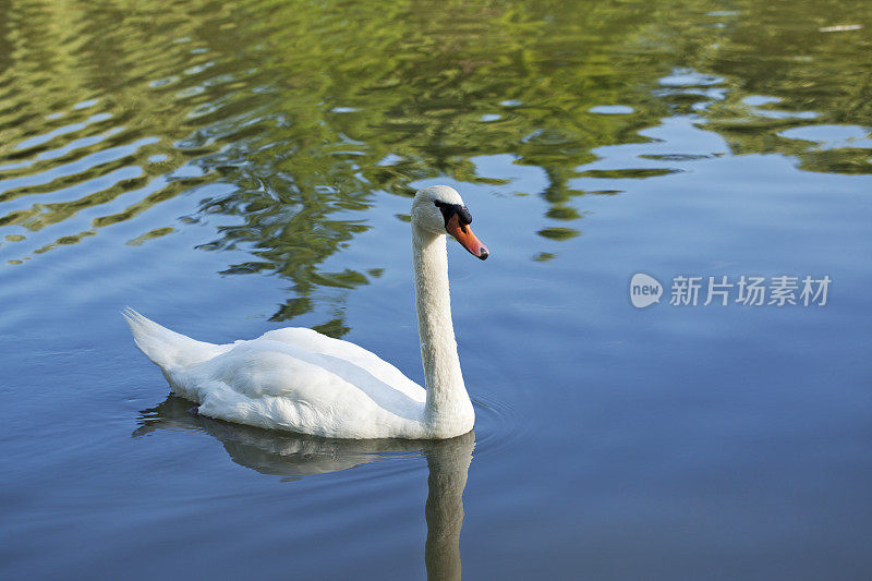 天鹅湖上游水