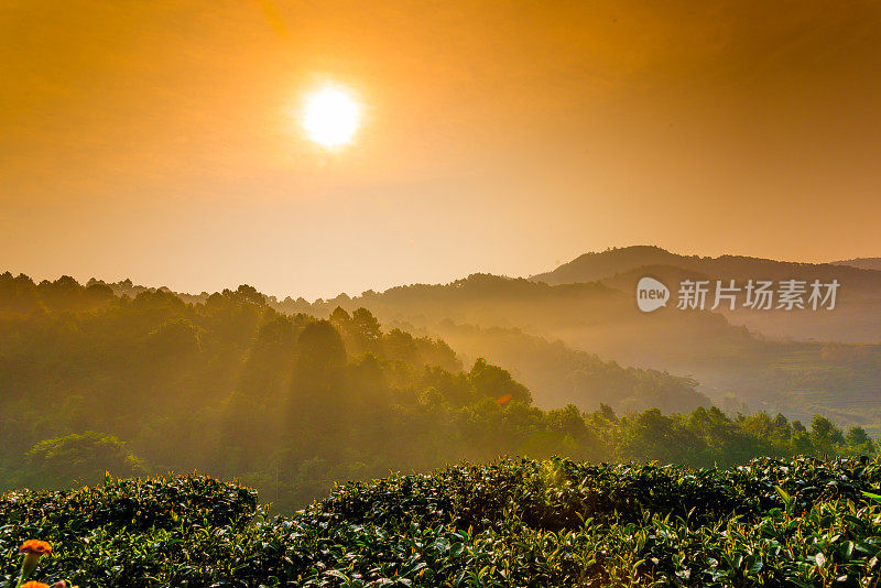 美丽的阳光在薄雾清晨的山脉。