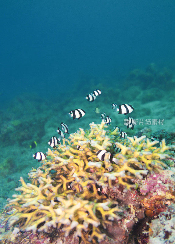 有一群小热带鱼的Acropora