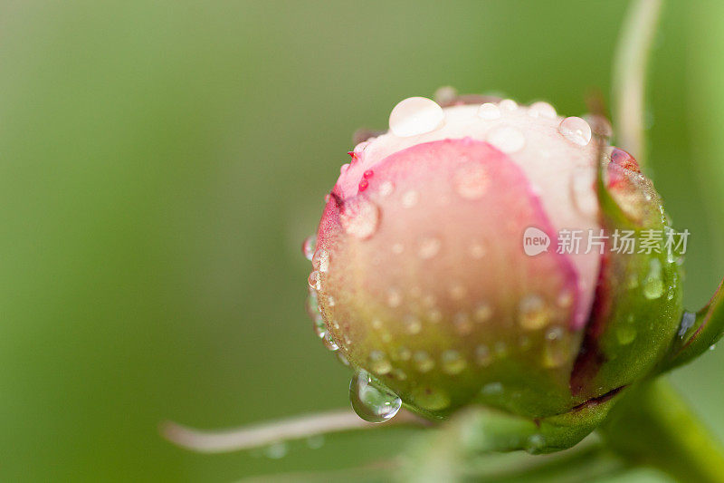 玫瑰花蕾上覆盖着露珠