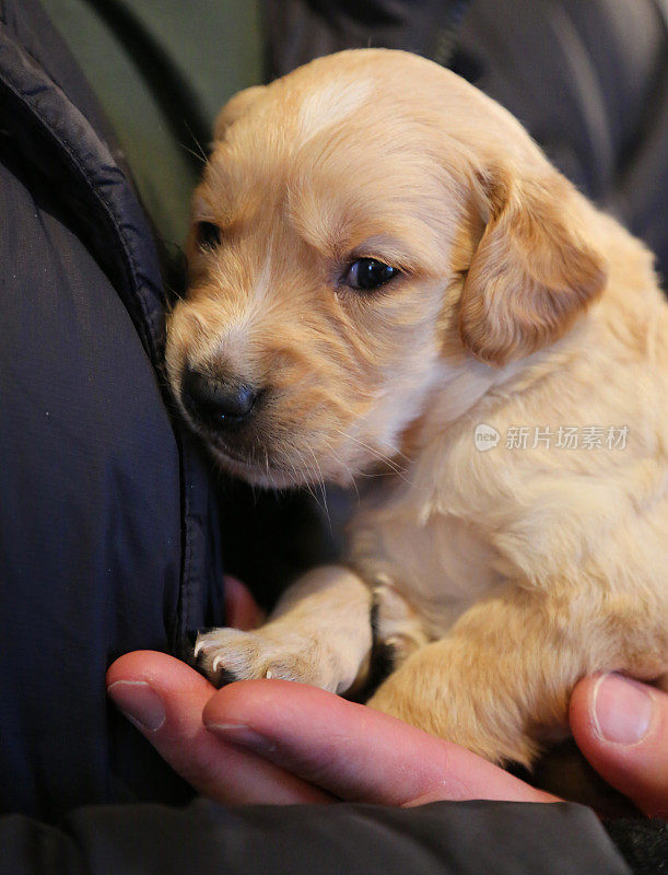 4周大的金毛寻回犬