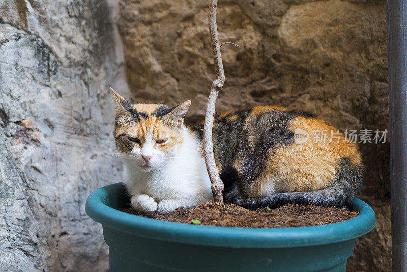 小花猫在盆栽树上打盹