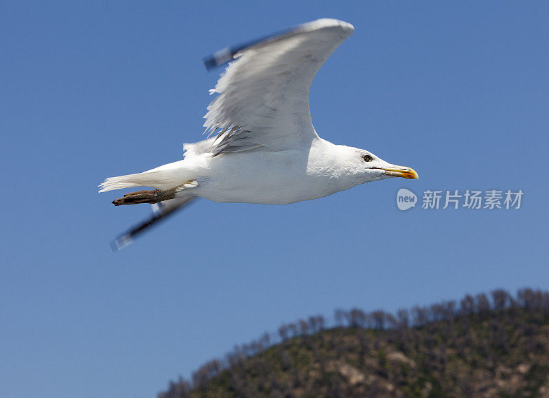 海鸥在湛蓝的天空中飞翔