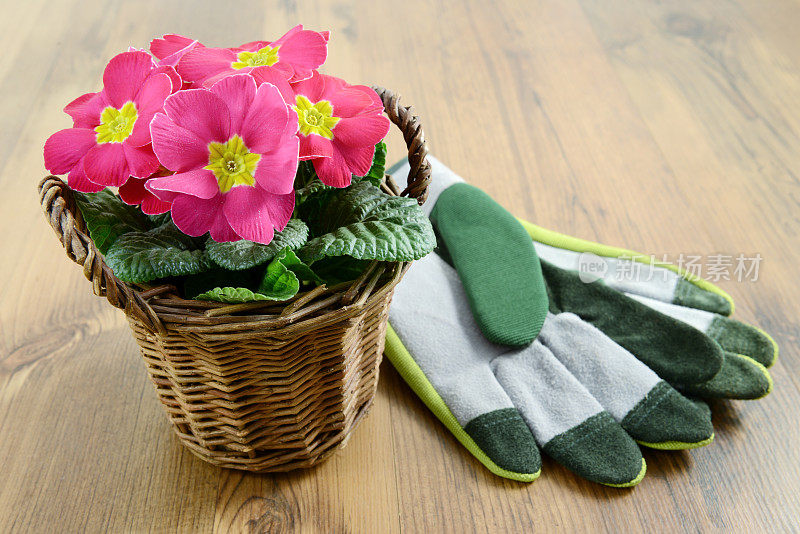 篮子里的樱草花和园艺手套