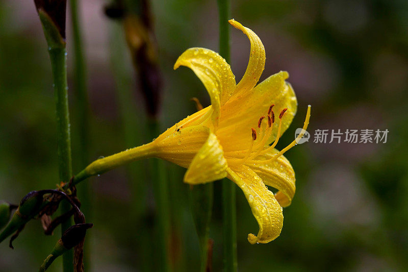 小雨打在花