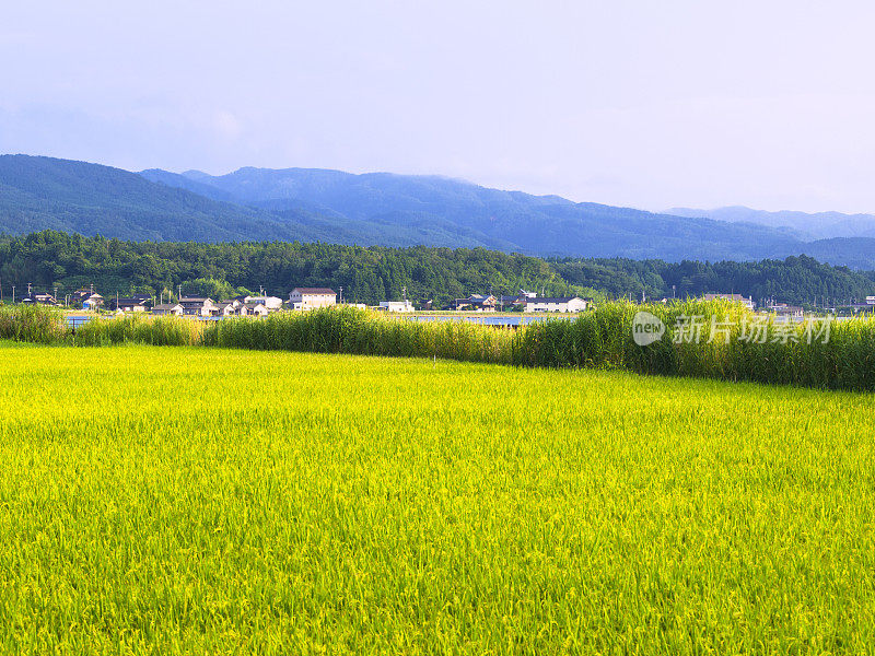 卡莫湖附近的稻田