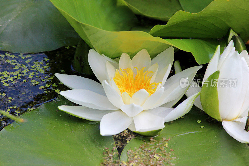 意象白花睡莲，水园睡莲池