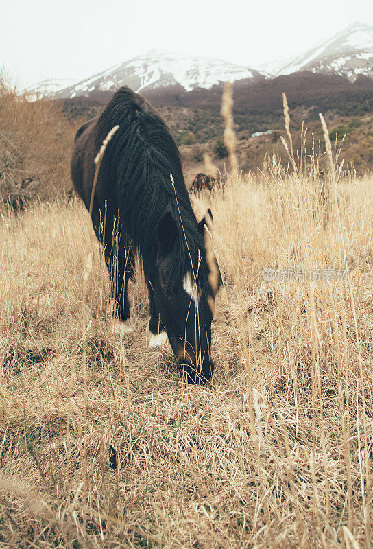 巴塔哥尼亚荒野中的马