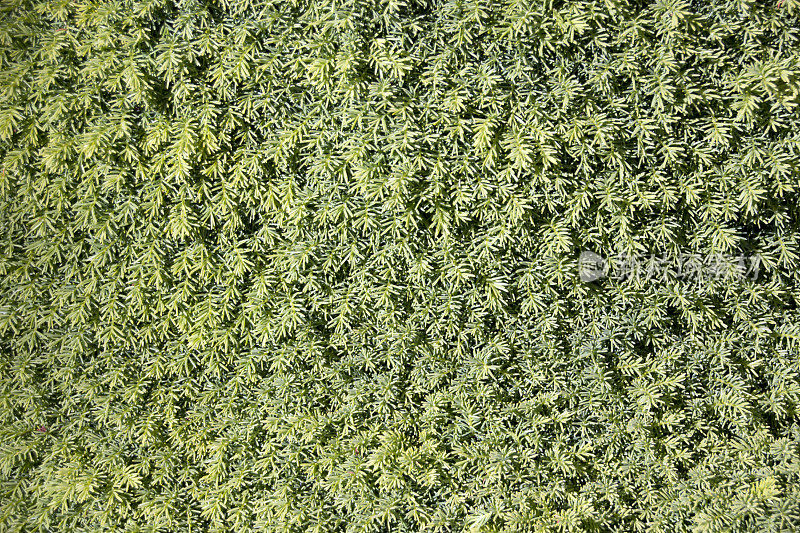 小植物叶子背景