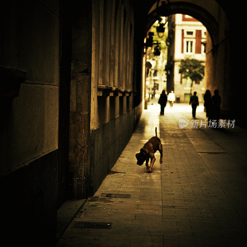 狗在巴塞罗那闲逛