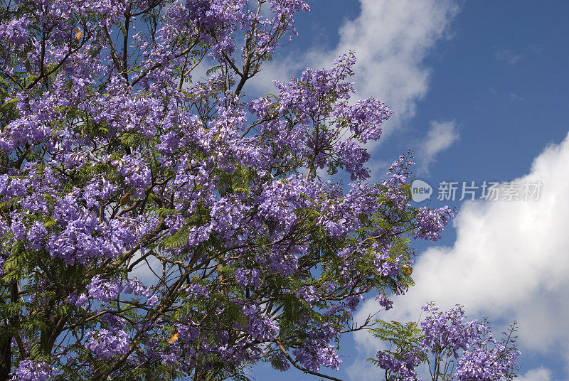 蓝花楹树