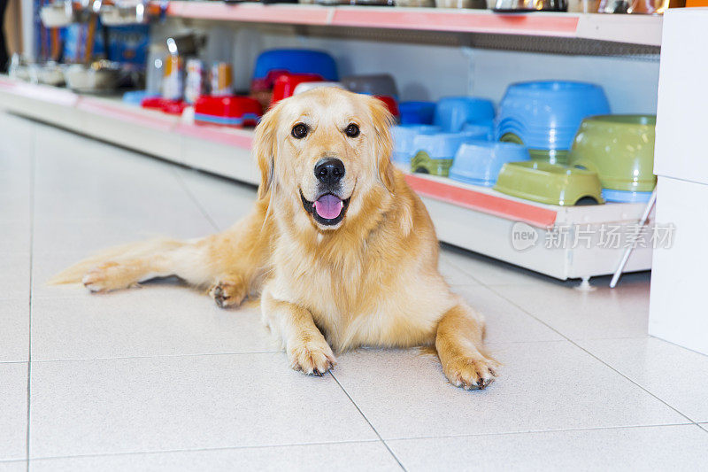 可爱的金毛猎犬在宠物店