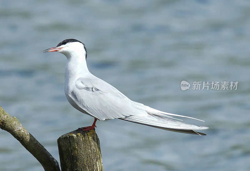 北极燕鸥