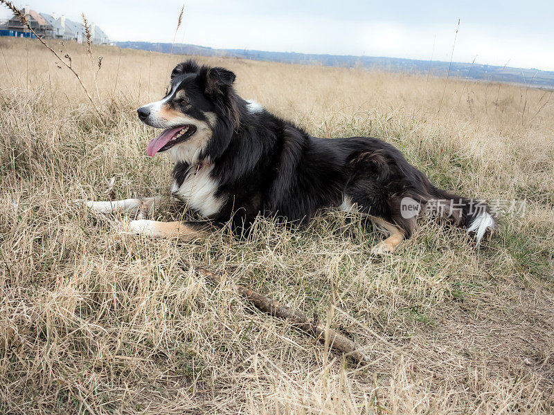 边境牧羊犬躺在草地上