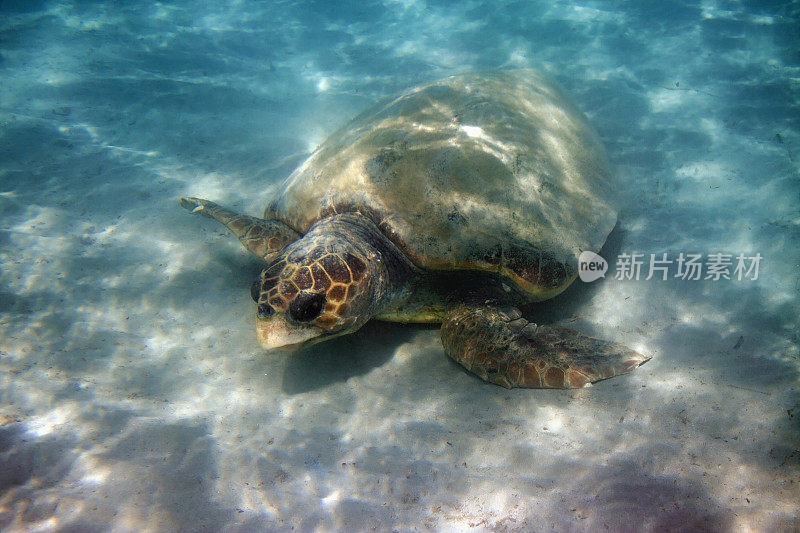 红海龟海龟