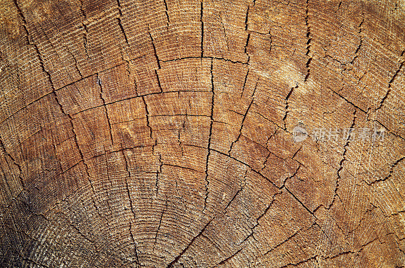 木质的老树剪成棕色的纹理背景