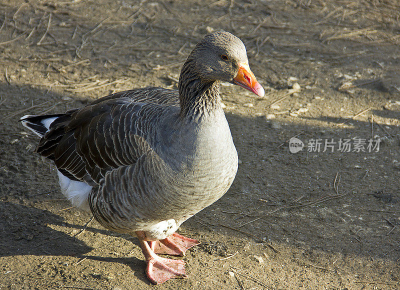 鸭和鹅