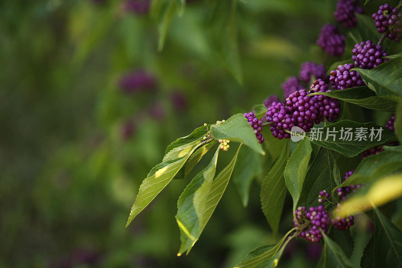 美国紫珠植物