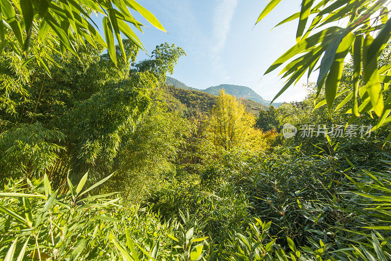 在Merano(南蒂罗尔)，竹子支架升向天空。