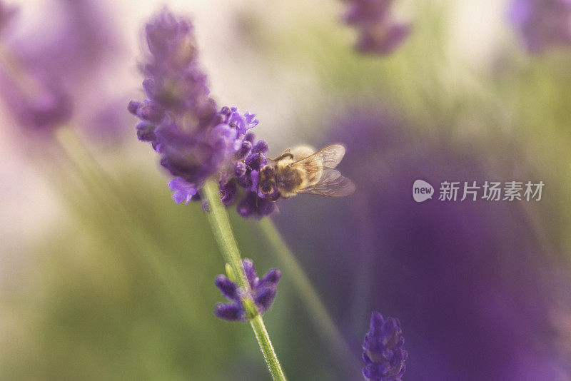 薰衣草植物生长在温暖的阳光下，蜜蜂在采集花粉