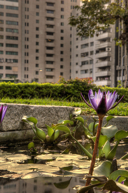 台北的紫睡莲