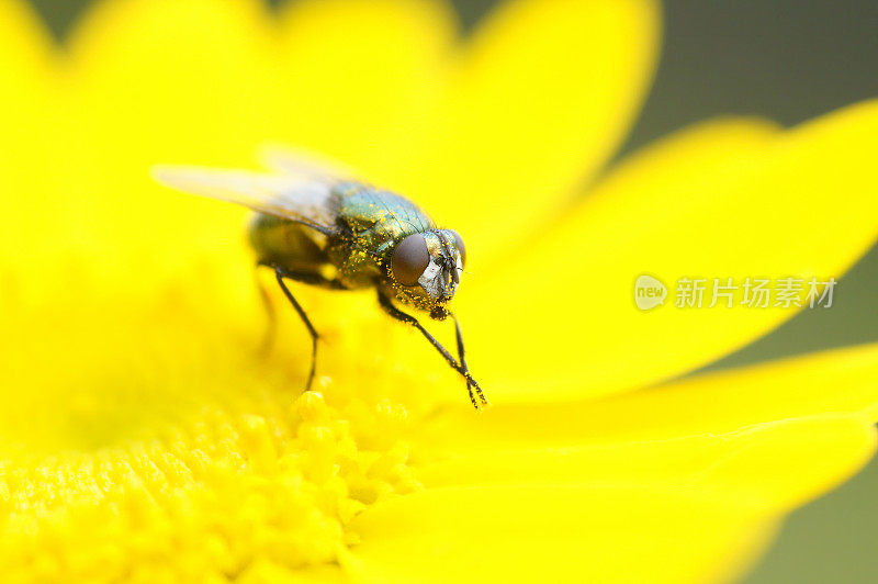 飞上染色甘菊吧