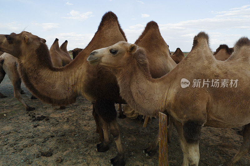 戈壁沙漠中的双峰驼