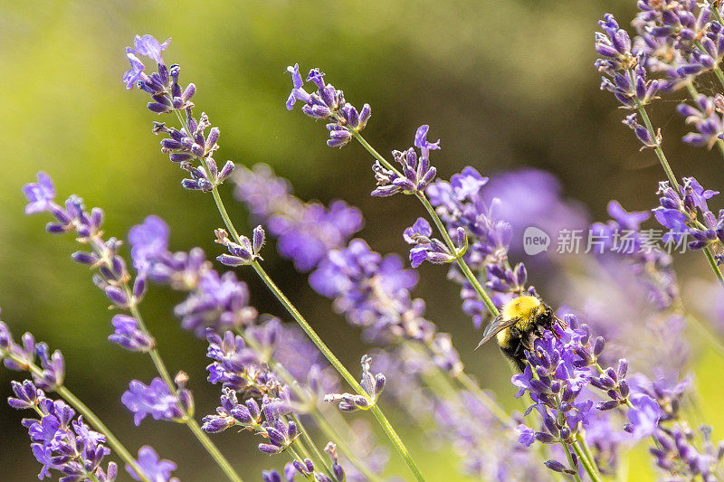 紫色的薰衣草花和收集花粉的大黄蜂