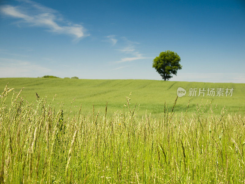 冬小麦与孤独的树和天空的背景