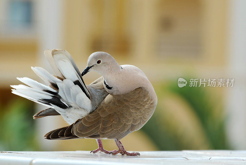 领鸽在阳光下保养羽毛