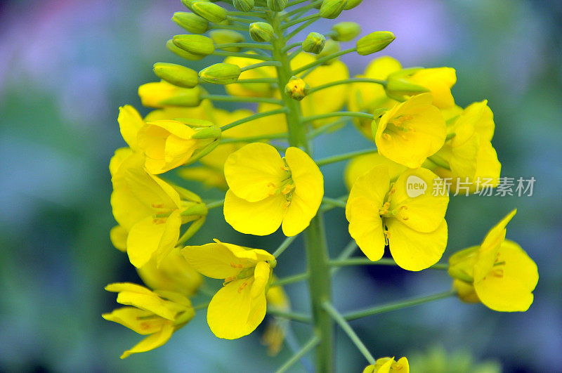 带芽的油菜花