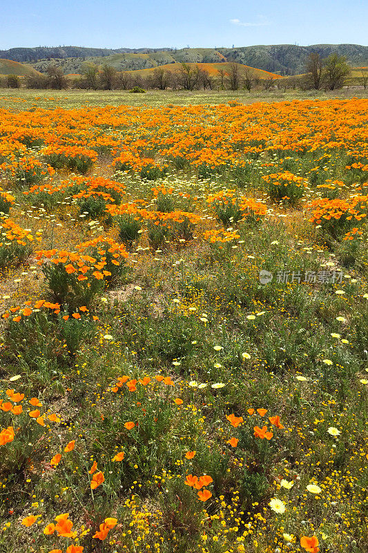 加利福尼亚羚羊谷的加利福尼亚罂粟