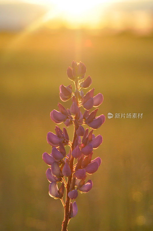 羽扇豆，多年生羽扇豆，花，夏至