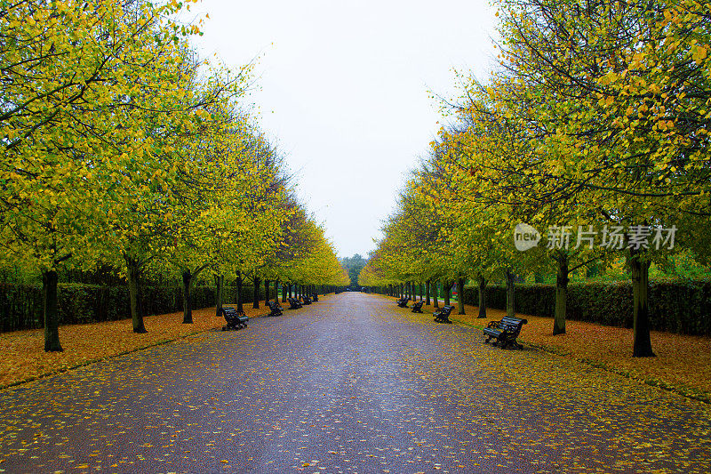秋季摄政公园的黄金大道