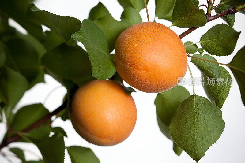 杏子在树上成熟
