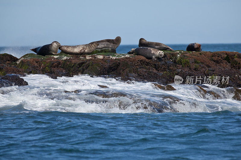 缅因州湾北岩的海豹