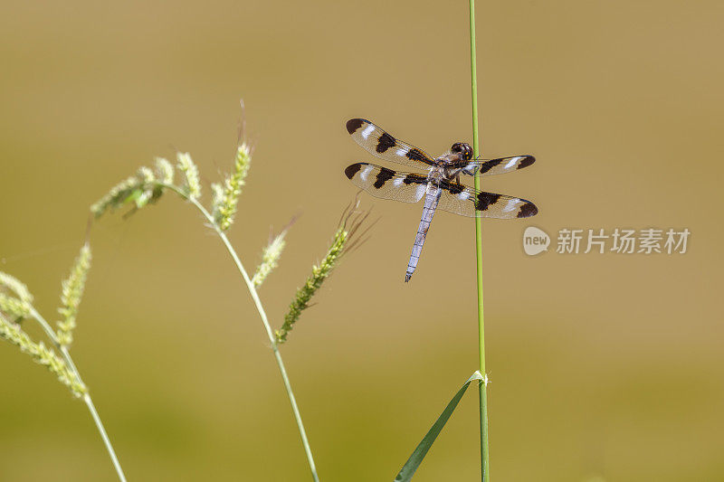 十二斑点蜻蜓，柔和的棕色背景