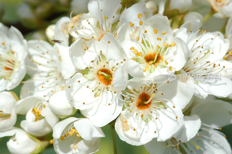 白梅花，家李，花